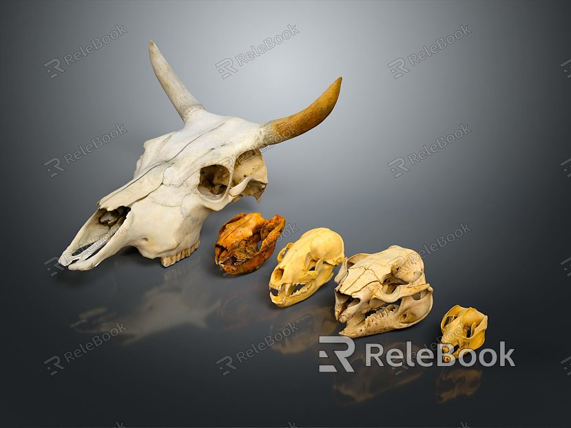 Skull Animal Skull Saber-toothed Tiger Skull Skull Fossil Skeleton Animal Skeleton Animal Skeleton Animal Skeleton model