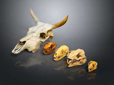 Animal Wall Decor Featuring Cow Skull and Small Animal Skulls for Home Decoration 3d model
