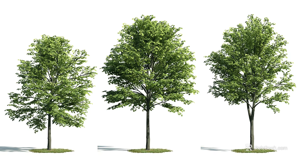 Lush Green Trees With Strong Trunks And Dense Foliage For Garden Landscape 3d model 