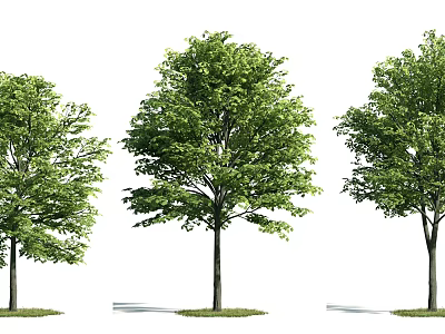 Lush Green Trees With Strong Trunks And Dense Foliage For Garden Landscape 3d model
