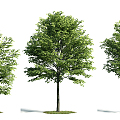 The Modern Tree 3d model