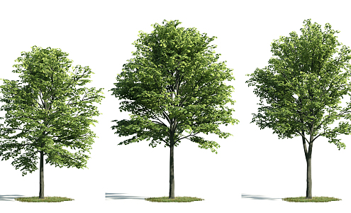 The Modern Tree 3d model