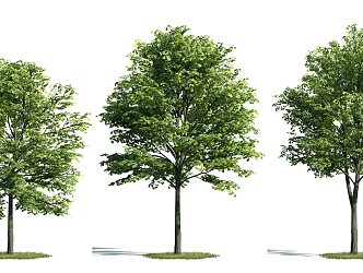 The Modern Tree 3d model