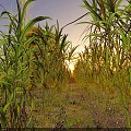 Scenic Sunset Landscape With Cornfield Birds Flying Cooling Towers And Wind Turbines