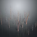 Leafless Trees With Slender Trunks In Dark Background And Ground Reflections