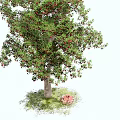 Lush Green Arbor With Dense Leaves Red Flowers And Grass Ground