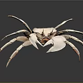 Light Colored Crab With Large Claws Isolated On Gray Background With Reflection 3d model
