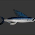 Vibrant Blue Silver Flying Fish With Extended Fins And Large Eyes In Ocean