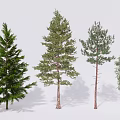 Various Arbor Tree Species With Diverse Foliage And Trunk Structures Displayed 3d model