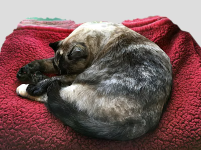 Adorable Video Game Cat Character Sleeping On Red Plush Blanket 3d model