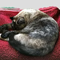 Adorable Video Game Cat Character Sleeping On Red Plush Blanket