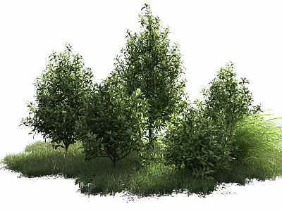 Arbor Trees with Lush Green Foliage and Grassland in Natural Setting 3d model