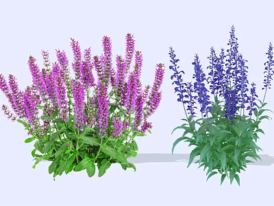 Purple And Blue Garden Flowers With Lush Green Leaves And Vibrant Petals 3d model