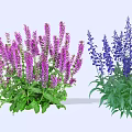 Purple And Blue Garden Flowers With Lush Green Leaves And Vibrant Petals
