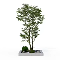 Potted Arbor in Square Planter With Small Shrubs and White Pebbles