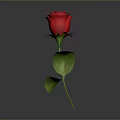 Red Rose With Green Stem And Leaves On Gray Background