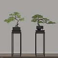 Elegant Bonsai Trees on Black Stands Against Light Colored Wall with Wooden Floor