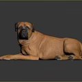 Relaxed Orange Dog Lying on Smooth Black Surface with Gray Background 3d model
