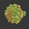 Fresh Green Romanesco Broccoli With Unique Spiral Pattern On Black Background 3d model