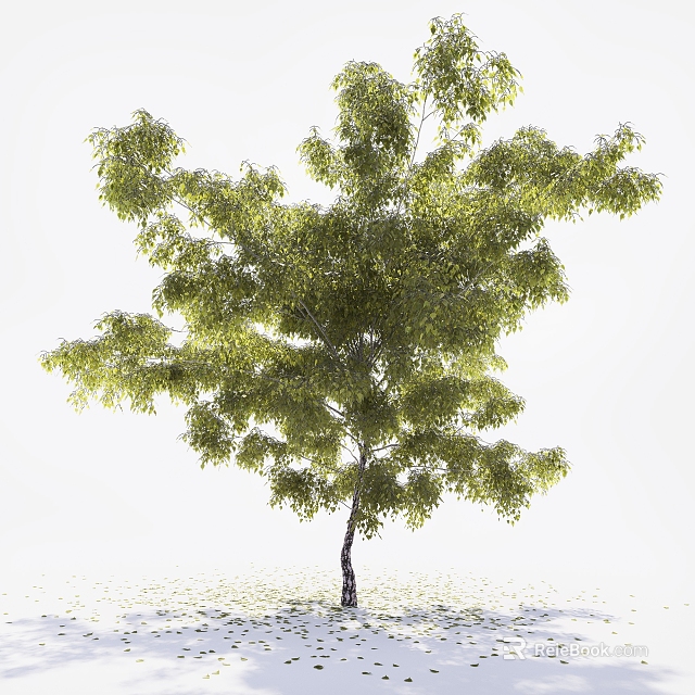 Lush Green Tree With Dense Foliage And Slender Trunk In Natural Growth Form 3d model 