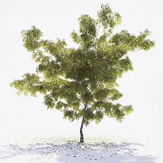 landscape tree big tree pool street tree 3d model