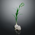 Fresh Garlic Bulbs with Green Curled Leaves and Natural Reflection on Dark Background