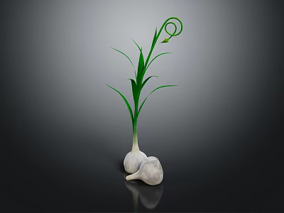 Fresh Garlic Bulbs with Green Curled Leaves and Natural Reflection on Dark Background 3d model