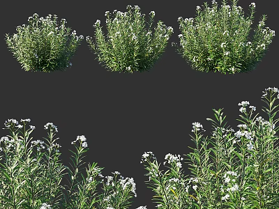 Green Leafy Shrubs With White Flowers For Garden Landscaping Design 3d model