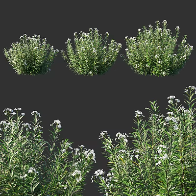 Green Leafy Shrubs With White Flowers For Garden Landscaping Design 3d model