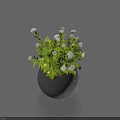 Beautiful Bonsai Potted Plant With Green Leaves And White Flowers In Black Pot