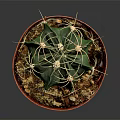 Green Cactus Plant With Yellow Spines In Orange Pot And Soil