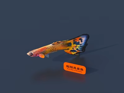 Colorful Snake Skin Guppy With Vibrant Orange Yellow Blue Spots Swimming 3d model