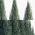 Evergreen Trees In Various Heights With Human Silhouette For Size Comparison