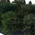 Diverse Arbor Trees With Different Heights And Lush Green Foliage In Natural Scene