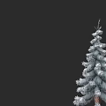 Snow Covered Pine Tree With Brown Trunk And White Snow On Branches Against Black Background