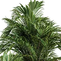 Lush Green Plants In Multiple Black Pots With Large Leaves And Bushy Foliage