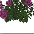 Blooming Purple Hydrangeas With Green Leaves Displayed In Four Groups