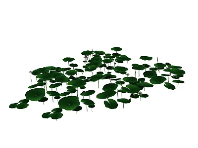 Green Lily Pads Floating On Calm Water Surface In Natural Pond 3d model