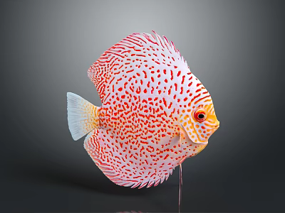 Red and white spotted discus fish with red eyes on a stand against grey background 3d model