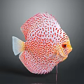 Red and white spotted discus fish with red eyes on a stand against grey background