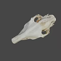 Detailed Horse Skull Skeleton With Natural Bone Texture And Teeth 3d model