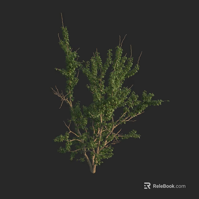 Lush Green Arbor With Dense Foliage And Branchy Trunk Structure 3d model