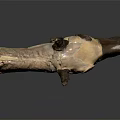 Handmade Animal Skull Sculpture With Leather Material Brown Beige Color Horns And Black Background Reflection