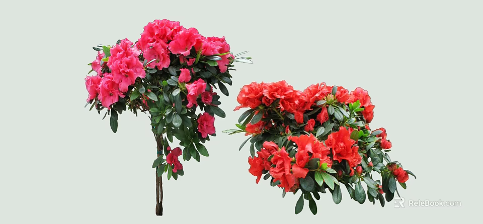Vibrant Pink and Red Flowering Shrubs with Lush Green Foliage 3d model 
