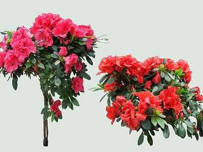 Vibrant Pink and Red Flowering Shrubs with Lush Green Foliage 3d model