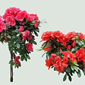 Vibrant Pink and Red Flowering Shrubs with Lush Green Foliage