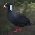 Flying Animal With Black Feathers Red Feet White Head Patch And Orange Beak On Ground