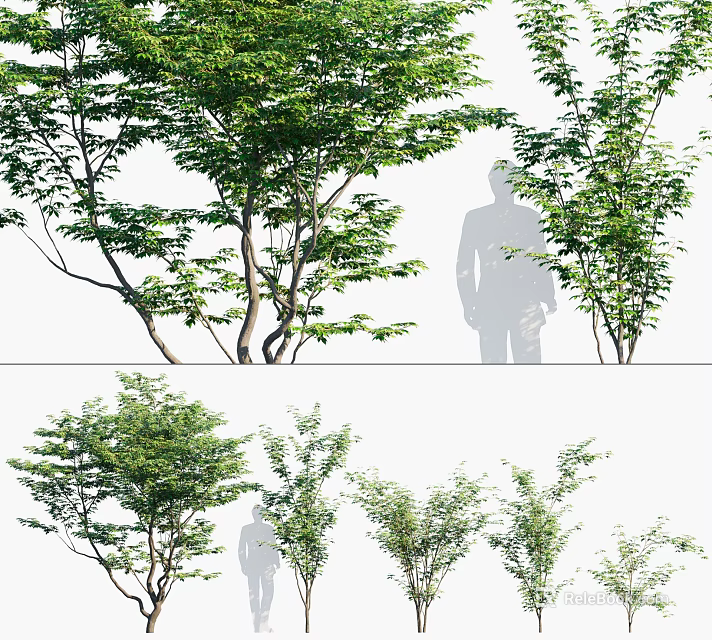 Different Types of Green Foliage Trees With Human Silhouette for Size Reference 3d model 