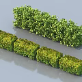 Well Trimmed Bushes in Neat Blocks and Naturally Grown Long Shaped Garden Shrubs