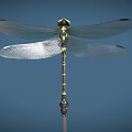 Detailed Yellow And Black Striped Dragonfly Perched On Thin Branch With Blue Background
